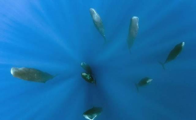 罕见！摄影师捕捉抹香鲸群竖立打盹画面
