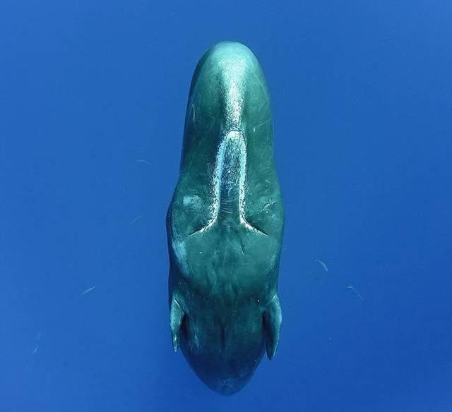 罕见！摄影师捕捉抹香鲸群竖立打盹画面
