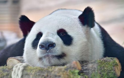 萌态十足 大熊猫梦梦娇庆在柏林动物园自由生活 