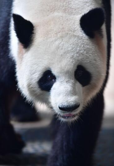 萌态十足 大熊猫梦梦娇庆在柏林动物园自由生活 
