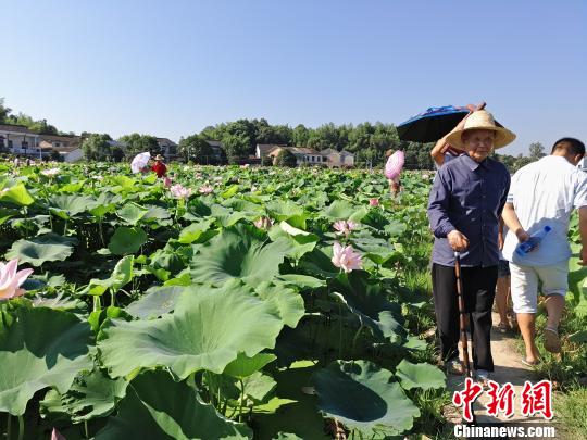 湖南醴陵上千亩荷花迎来盛花期 吸引众多游客前来观赏