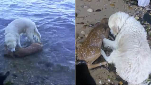 超暖！美国金毛猎犬奋不顾身跳水救起受伤的小鹿
