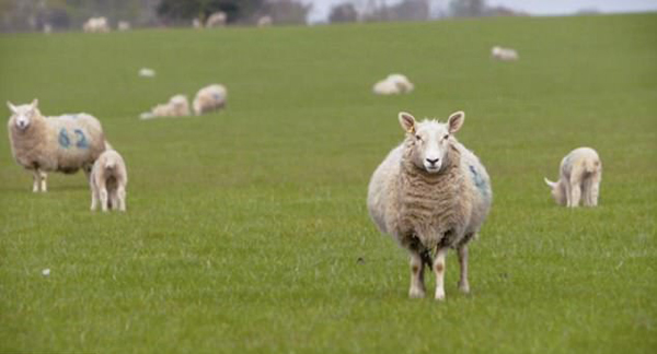 史上最无聊“数羊”电影将在伦敦首映 长达8小时