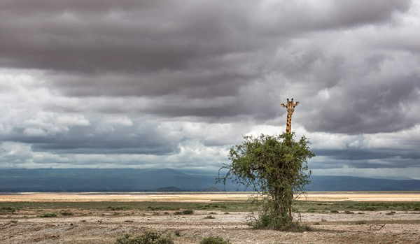 引人发笑 肯尼亚长颈鹿完美躲藏树后却露出了头