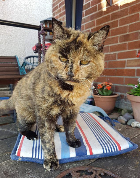 英国31岁斑猫完成肿块切除手术 或为“最长寿猫咪”