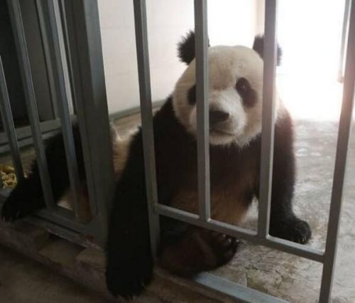 旅法大熊猫“欢欢”被证实怀孕 大熊猫是怎么怀孕的？