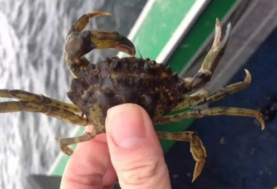 加拿大海域螃蟹成灾 政府鼓励游客吃掉 加拿大螃蟹泛滥原因分析