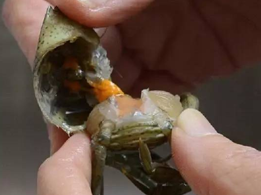 加拿大海域螃蟹成灾 政府鼓励游客吃掉 加拿大螃蟹泛滥原因分析