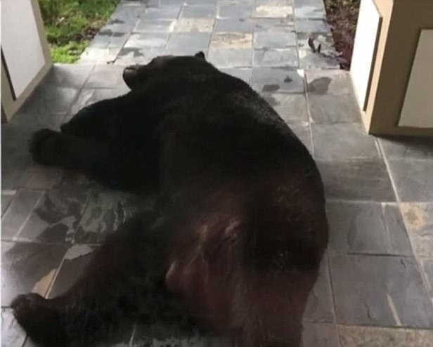 不速之客！美国一黑熊为躲雨睡在居民家门口