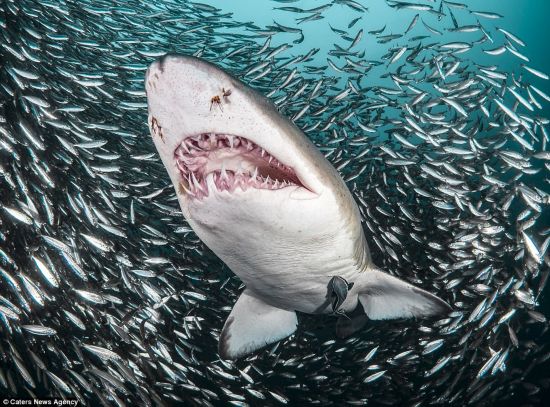 优雅美丽 摄影师拍摄虎鲨遭遇被无数小鱼围成的巨大漩涡包裹