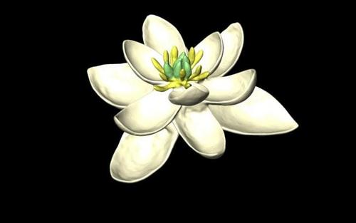 科学家曝光花朵“始祖”模样 莲花和百合结合体