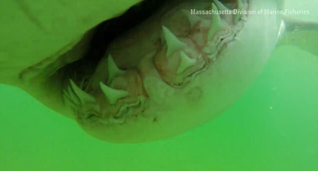 3.6米大白鲨猛咬水下摄像机 锋利牙齿清晰拍下
