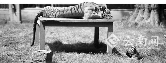 昆明动物园老虎身亡续 14岁的小虎为什么突然杀死老朋友？