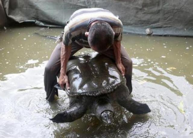 泉州承天寺放生池内现神秘巨鼋 体长1米重达百斤