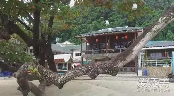 中餐厅在泰国的餐厅和电视里一样吗？中餐厅现在还营业吗？