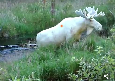 瑞典发现罕见的纯白驼鹿 纯白驼鹿是如何诞生的？