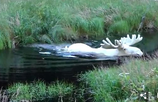 瑞典发现罕见的纯白驼鹿 纯白驼鹿是如何诞生的？