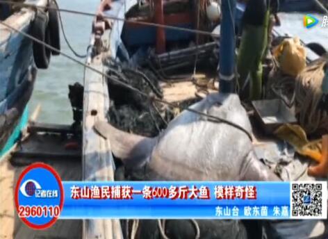 漳州渔民捕获600多斤大鱼 像个大肉球