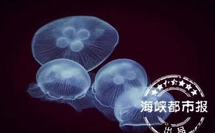 南安男子发现“水中大熊猫”太惊艳 最早诞生于5.5亿年前