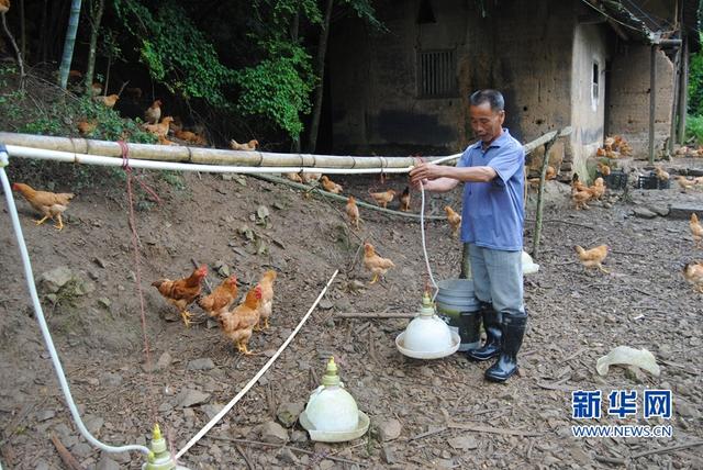 龙岩这地方的鸡被列为国际第二名鸡 农民发家致富