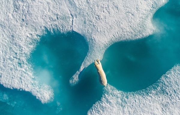 无人机航拍北极熊觅食身影 满目冰面如沧海一粟（2）