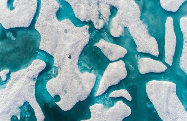 无人机航拍北极熊觅食身影 满目冰面如沧海一粟（2）