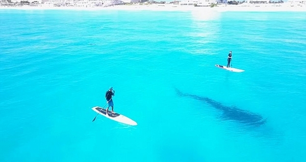 墨西哥坎昆清澈海域度假者与鲸鲨同游 画面唯美