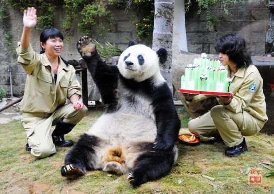 “盼盼”原型 传奇大熊猫巴斯昨日去世 享年37岁（2）