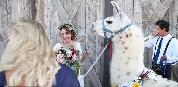新人婚礼上惊现两只美洲驼 新娘激动尖叫被萌哭