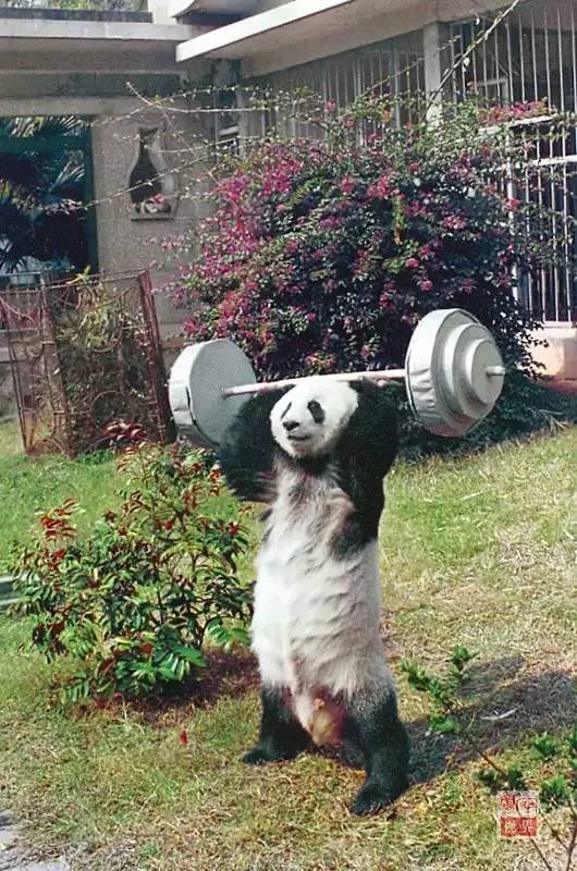 快讯！福州传奇大熊猫巴斯去世 享年37岁