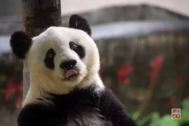 快讯！福州传奇大熊猫巴斯去世 享年37岁（2）