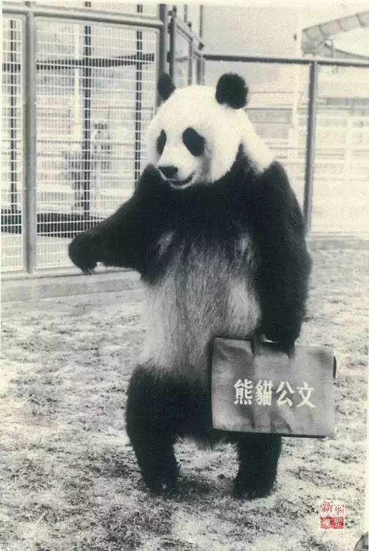 快讯!福州传奇大熊猫巴斯去世 享年37岁