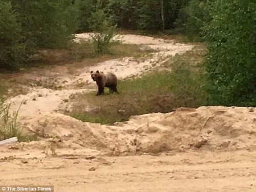 俄西伯利亚一棕熊杀死石油工人 只因饥不择食？