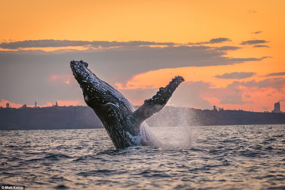 彩虹与生灵同辉！日落时在悉尼港口嬉戏的鲸鱼