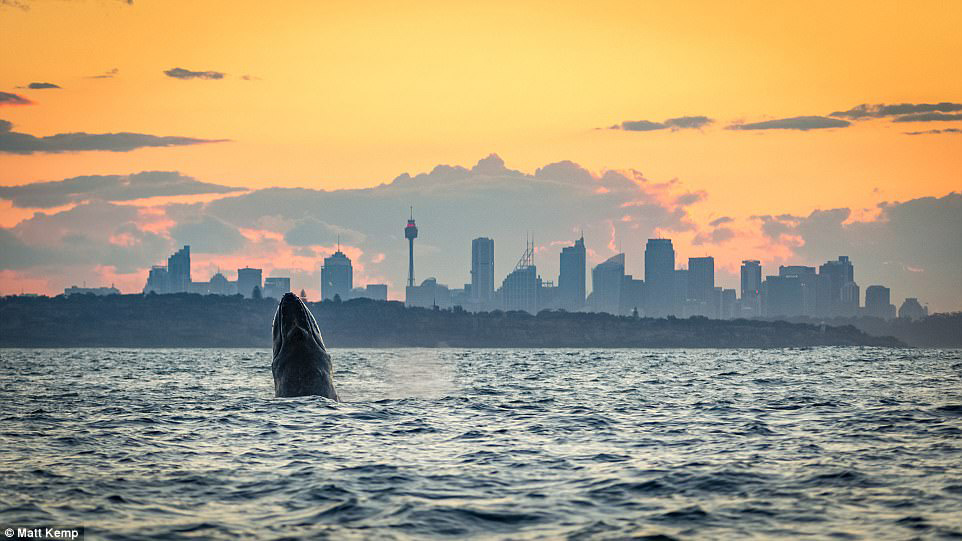 彩虹与生灵同辉！日落时在悉尼港口嬉戏的鲸鱼
