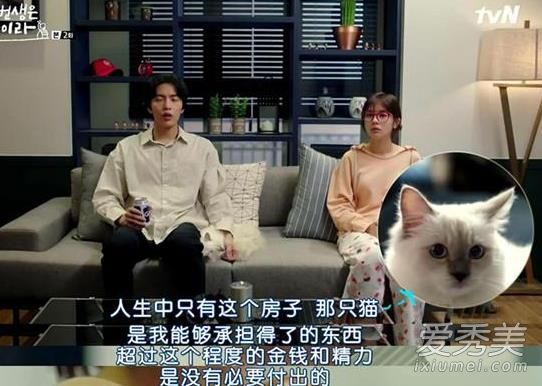 最新韩剧《今生是第一次》里男主的猫是什么品种？多少钱一只
