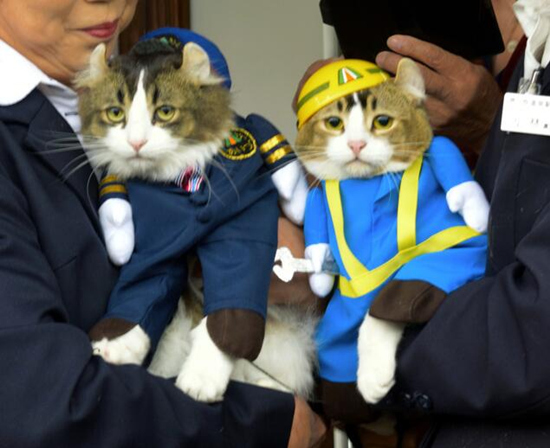 日本福岛一车站聘用两只猫咪员工 交替迎接游客