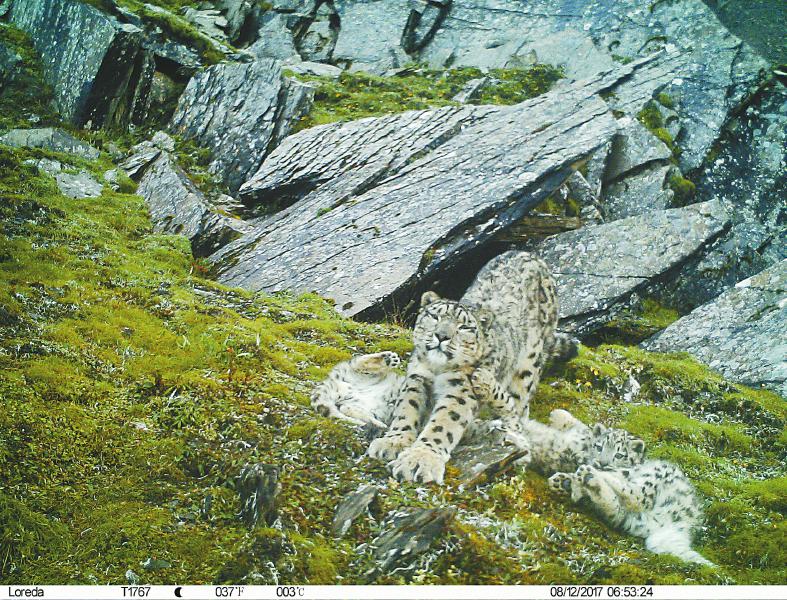 四川卧龙雪豹不少于26只 分布密度居全国首位