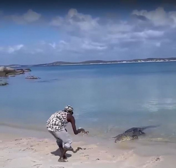 澳男子海边用鱼饵诱咸水鳄上岸玩耍 视其为宠物