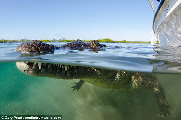 英摄影师Peart与鳄鱼亲密接触 仅为了拍高质量图片 