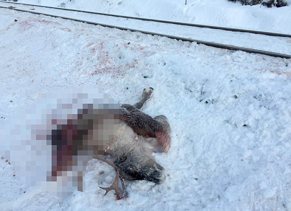 挪威106头驯鹿三天内被火车撞死 场面令人心痛