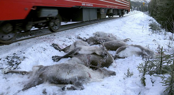 挪威106头驯鹿三天内被火车撞死 场面令人心痛