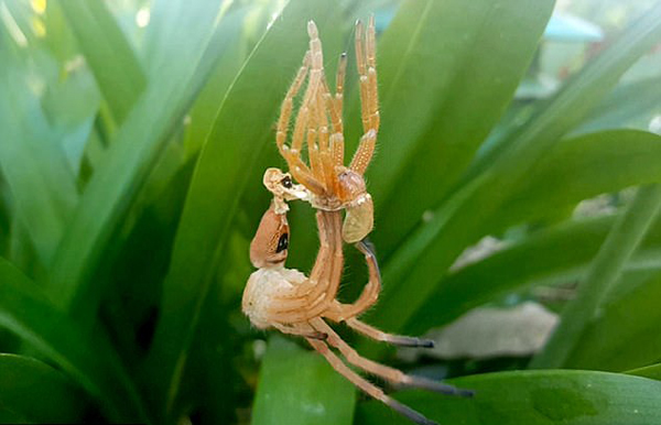 罕见！澳生物学家詹纳诺捕捉到高脚蜘蛛脱皮一幕