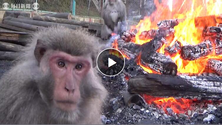 150只日本猴抢夺烤红薯 围篝火堆取暖模样搞笑