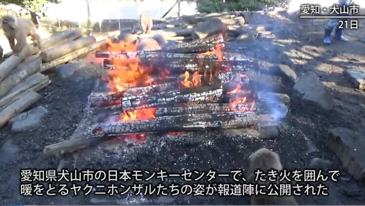 150只日本猴抢夺烤红薯 围篝火堆取暖模样搞笑