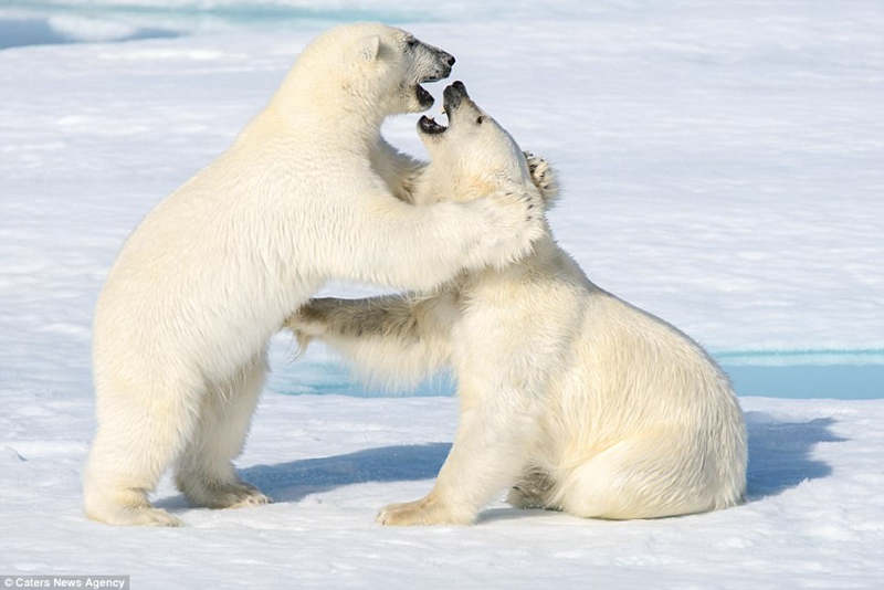 憨厚可掬 北极熊幼崽无视人类雪中觅食嬉戏