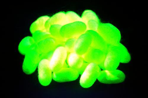 日本群马县培养出吐绿色荧光丝的蚕 已实现商用