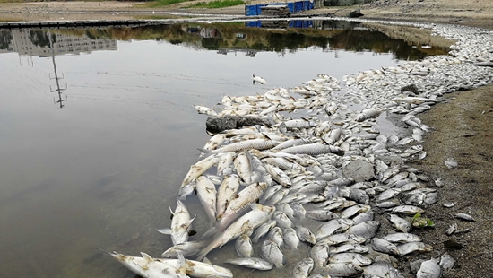 石狮院后水库内大量鱼类死亡 初步调查系缺氧