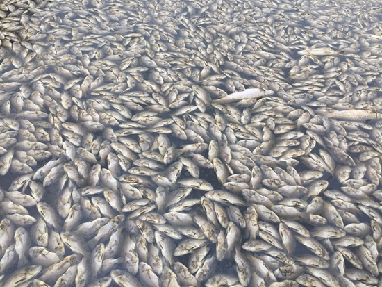 石狮院后水库内大批鱼类降生 开始骤查系缺氧