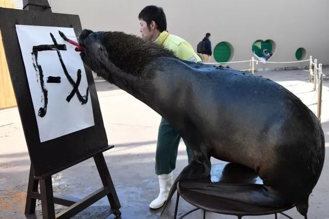 日本海狮咬笔书写汉字“戌” 庆祝农历狗年到来（2）